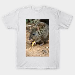 A Potoroo Finds A Treat T-Shirt